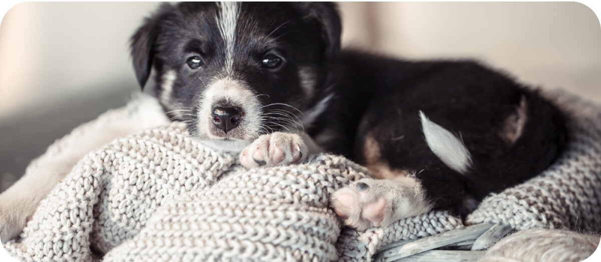 kiemelt kép - kölyökkutya