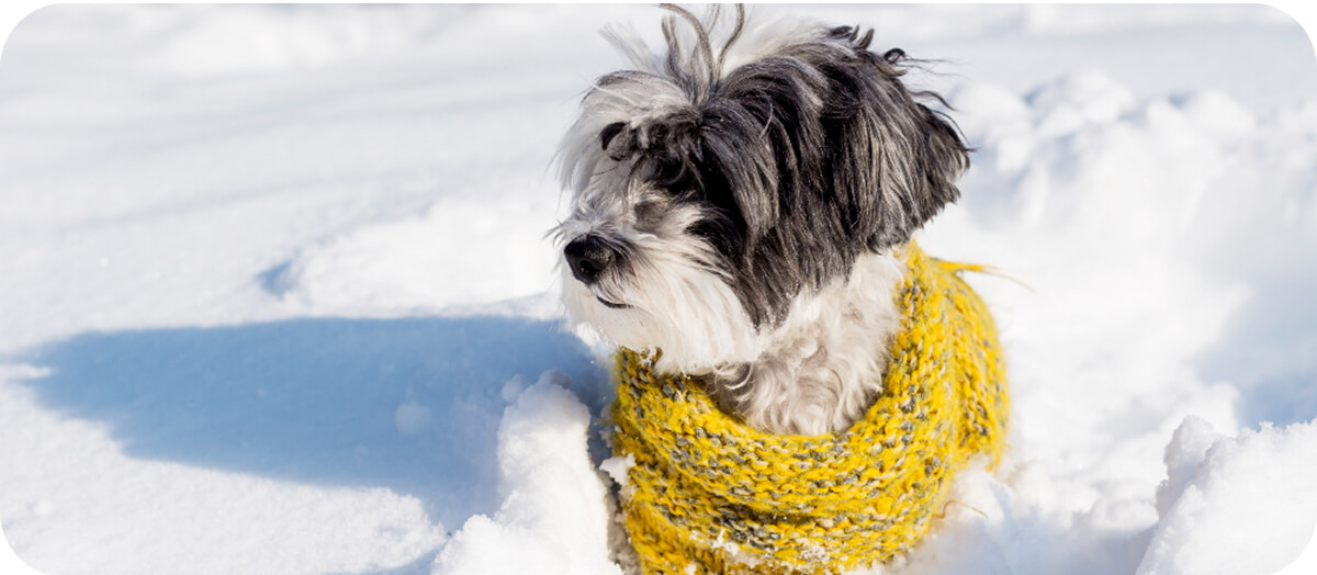 kiemelt kép - kutya sárga sállal