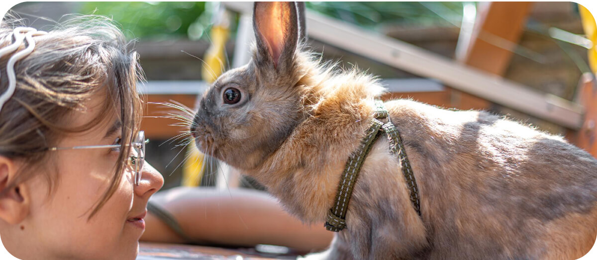 kiemelt kép - nyuszi